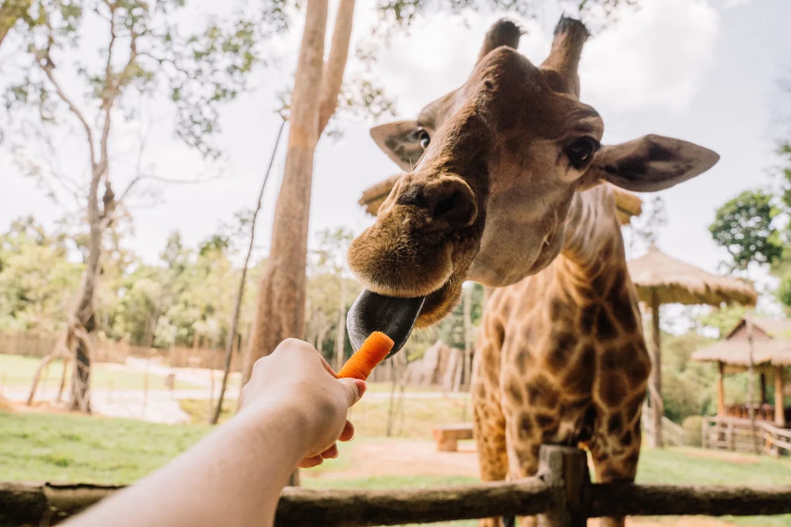 A giraffe reaching for a carrot from a visitor's hand